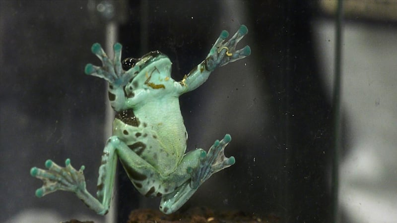 Reptile expo focuses on education and responsible care