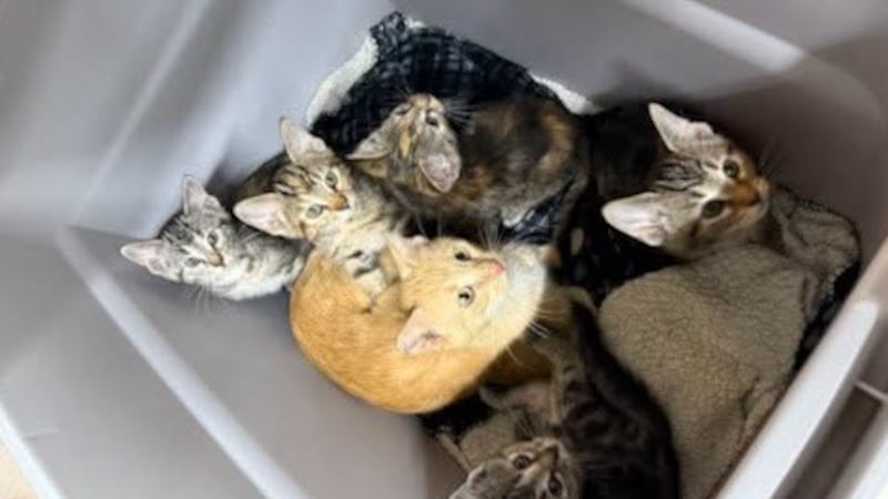 Twenty-one cats abandoned in Rubbermaid totes at Sask. animal shelter