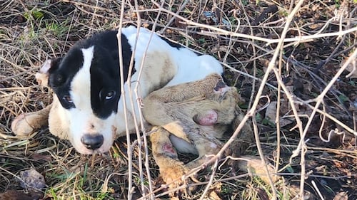 ‘Severely emaciated’ puppy found abandoned in parking lot in St. Catharines