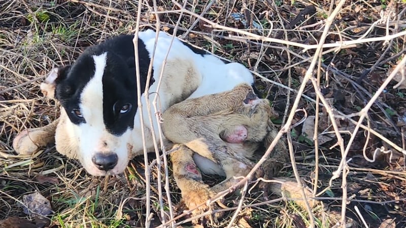 ‘Severely emaciated’ puppy found abandoned in parking lot in St. Catharines