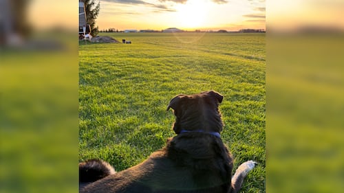 April Dogs of the Day