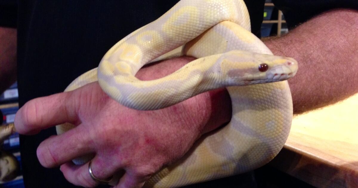 Snake. Shop Exotic snake shop opens in Tay Township