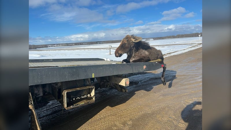 IN PICTURES: Saskatchewan towing company rescues moose from ice