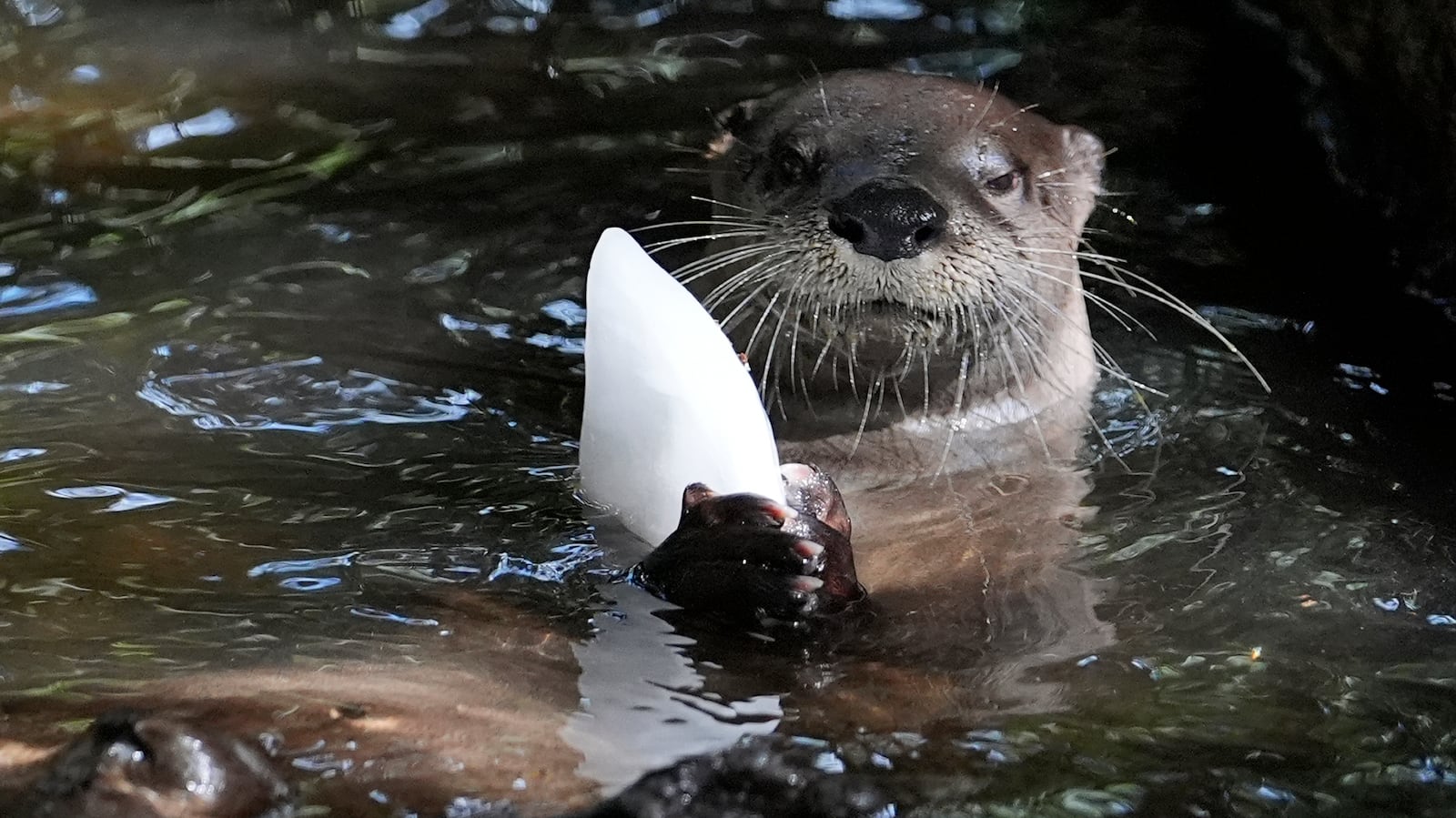 Otter scat a goldmine of information, scientists say