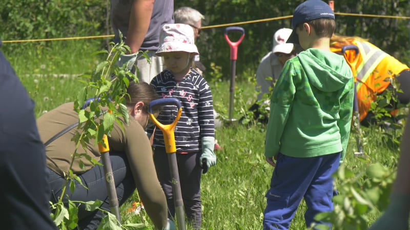 Volunteers work on expansion of urban Edmonton forests with mass tree-planting effort