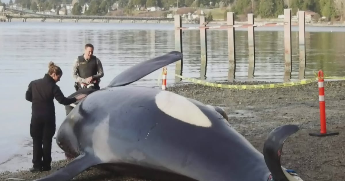 Necropsy On Dead Orca Shows Animal Suffered Blunt force Trauma necropsy-on-dead-orca-shows-animal-suffered-blunt-force-trauma