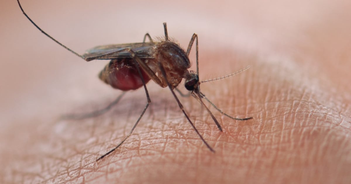 Photo: ctvnews.ca Dutch and Kenyan scientists have been working on a mosquito trap which uses human odour to attract the malaria vector