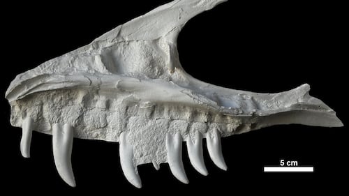 Remains of dinosaur skull found in B.C. campground belonged to T. rex 'great-uncle'