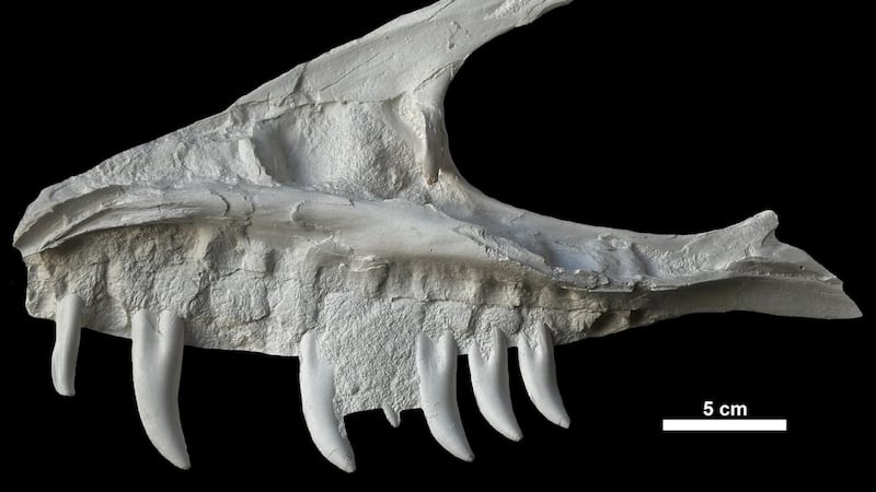 Remains of dinosaur skull found in B.C. campground belonged to T. rex 'great-uncle'