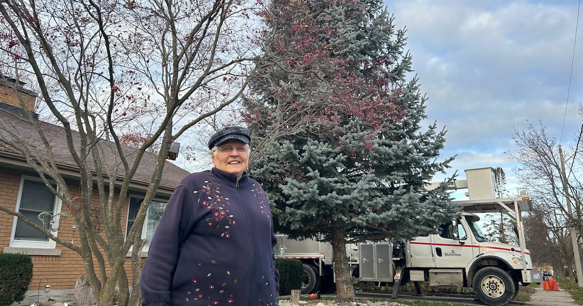 The story behind Waterloo's new Christmas tree