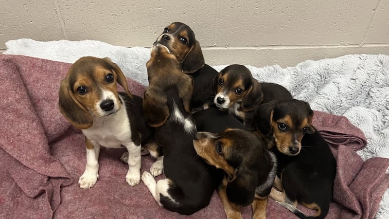 Six beagle puppies rescued after being abandoned in Ramara Twp.