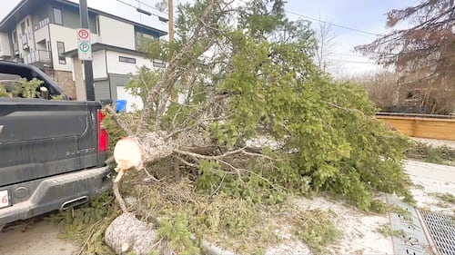 A downed tree is seen in Calgary after powerful wind gusts on Friday, April 24, 2026.