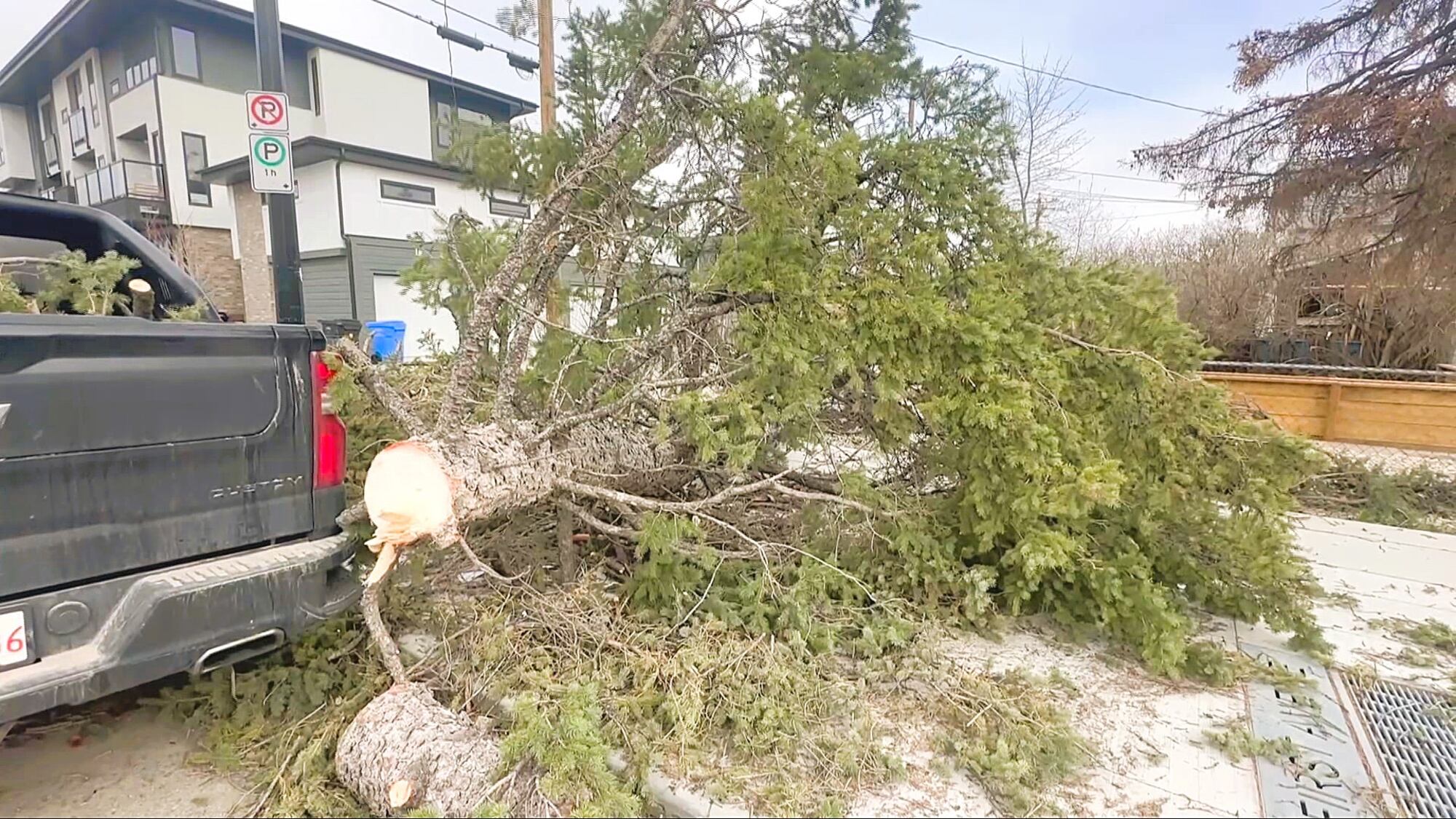 Wind wreaks havoc in Calgary, downing trees and toppling power lines ...