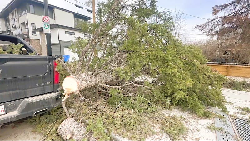 Wind warning issued for Calgary as strong gusts topple trees, down power lines