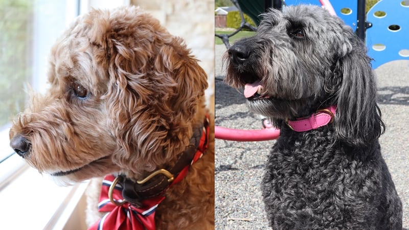 This B.C. municipality is asking residents to cast ballots for ‘Dog Mayor.’ Yes, really.