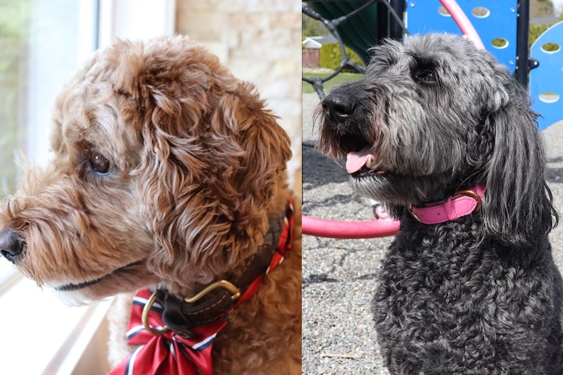 Residents of this B.C. municipality will cast ballots for ‘Dog Mayor’