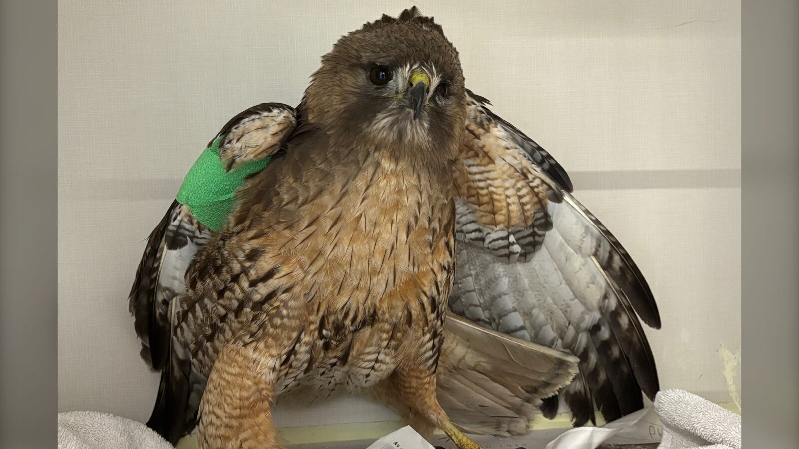 Eba Hawk Burnaby RCMP officer rescues injured hawk found in street