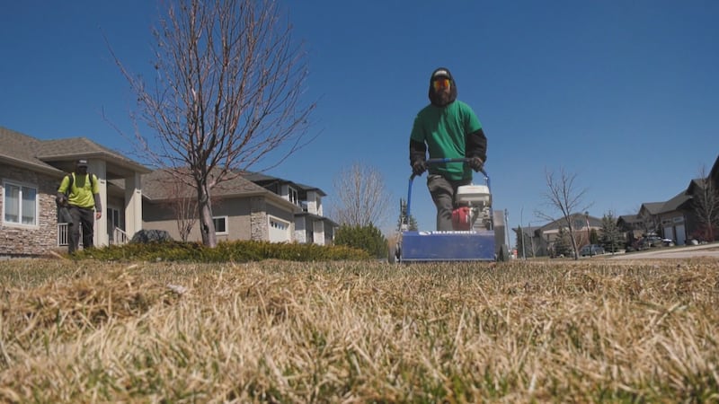 ‘They make a heck of a mess’: Spring reveals vole damage on Winnipeg lawns