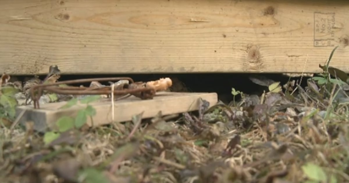 Rat Rampant ‘I’m scared for my children’: Hundreds of rats running rampant in Sydney