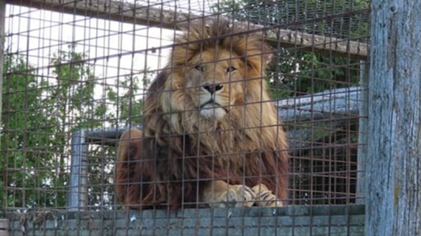 Part 5: Cheap tickets, costly consequences: The true price of roadside zoos