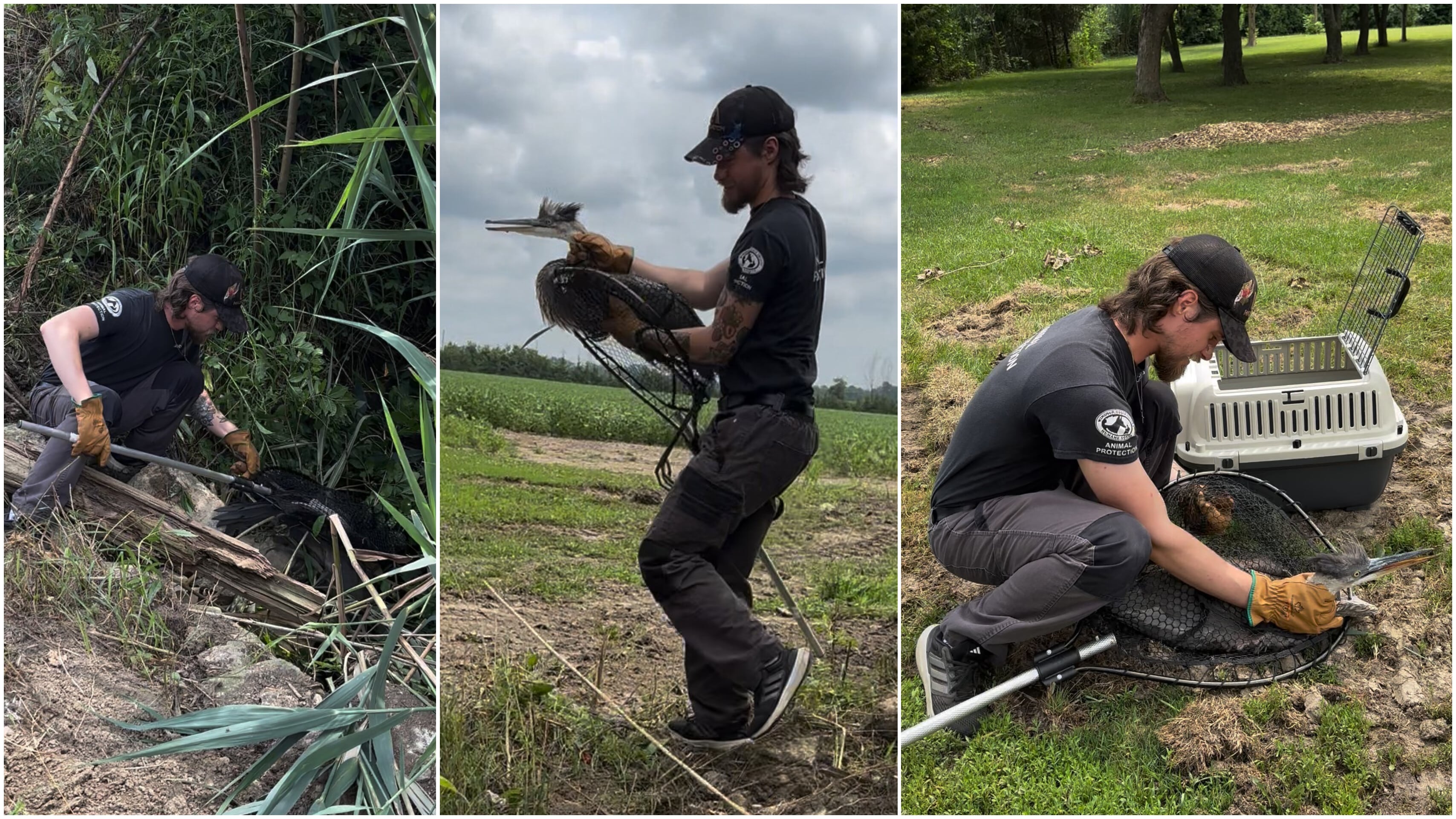 Backyard rescue in Comber gives injured blue heron a chance