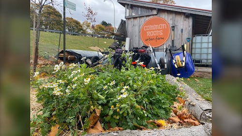 Flowers are pictured in a planter box in front of a shed and garden tools at the Common Roots Urban Farm in Halifax, N.S. (Vanessa Wright / CTV Atlantic)