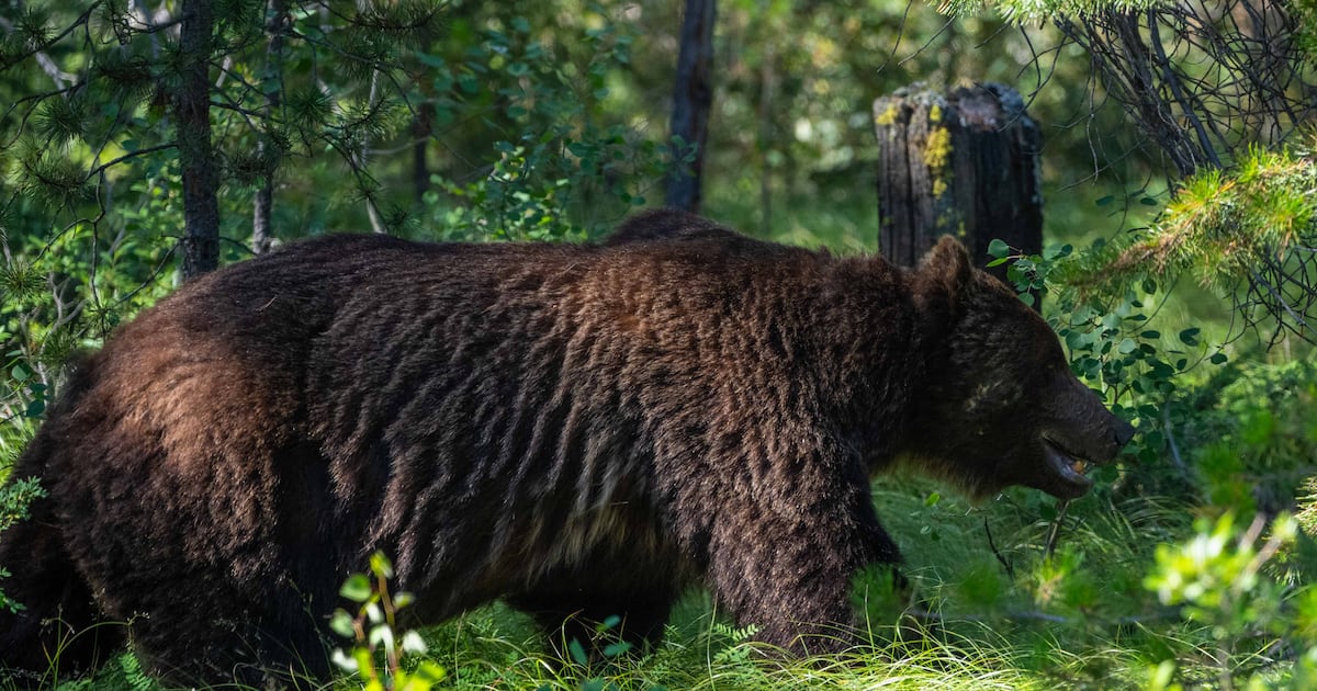 Could βThe Bossβ be euthanized? Parks Canada addresses plans for Bear 122 - CTV News