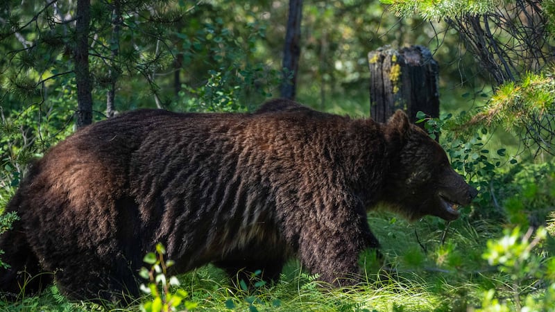 Could ‘The Boss’ be euthanized? Parks Canada addresses plans for Bear 122