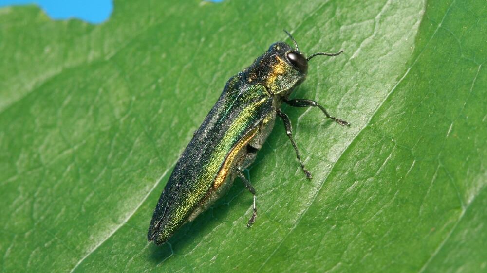 Spread of invasive species in Canada costs billions, changes environment