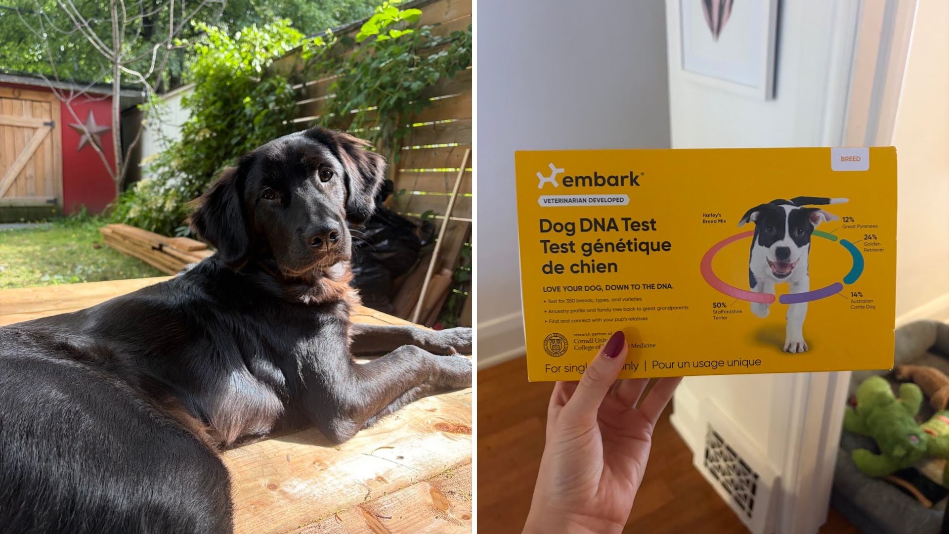 A picture of Ernest and an Embark Dog DNA Test