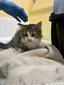 32 cats abandoned outside B.C. SPCA