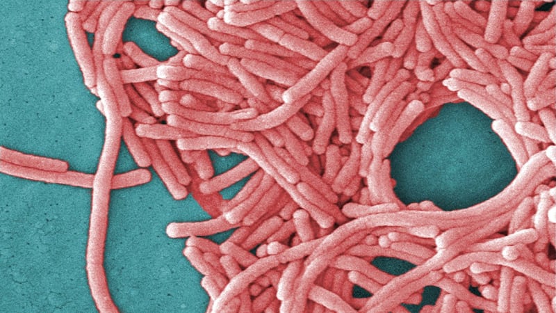 Outaouais public health unit investigating cases of Legionnaires’ disease in Aylmer, Que.
