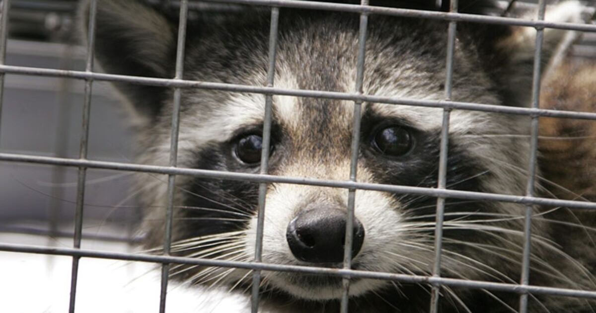 'Safety first': Expert tips on what to do if you spot a sick raccoon