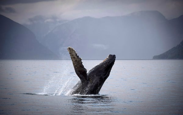 Second dead humpback in two weeks found in B.C. waters, DFO investigating