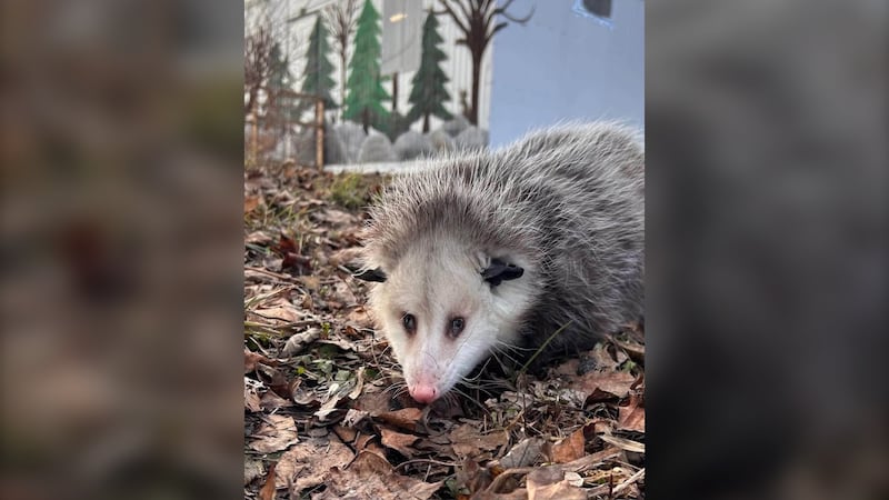 Animal sanctuary resident gets special gift