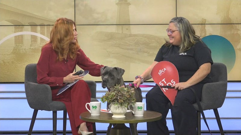 Discounts at SPCAs across Nova Scotia during adoption weekend