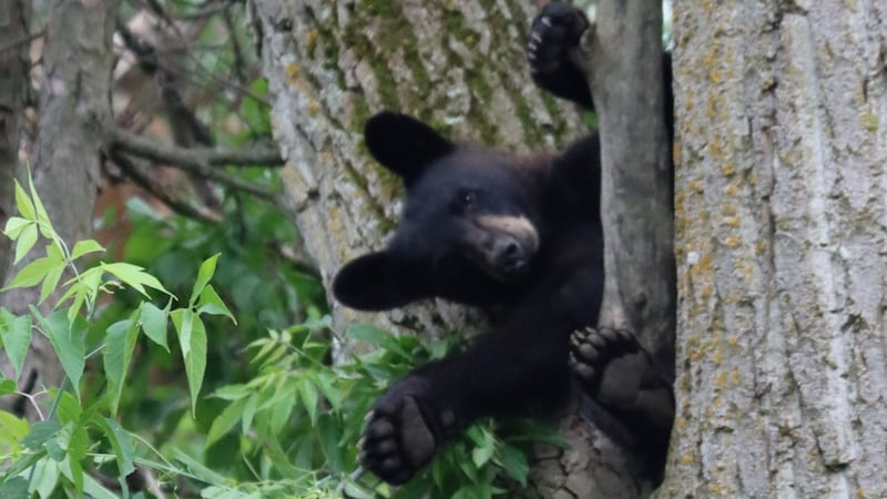 Ottawa Bylaw warns Osgoode residents to watch for bears