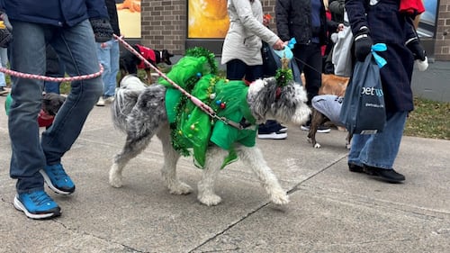 A white and grey fluffy dog is wearing an outfit that looks like a Christmas tree.