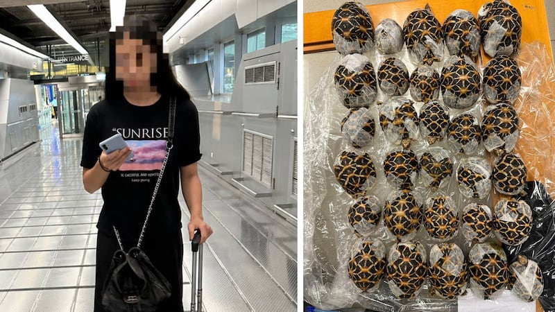 Teen with 30 tortoises under clothes nabbed at Thai airport