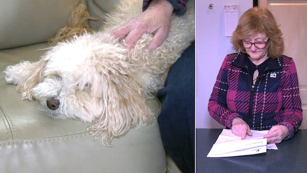 ‘I can’t afford that’: Ontario woman frustrated after pet insurance doubles to $866 a month