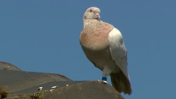 Racing pigeon plan ruffling feathers of some Winnipeg residents