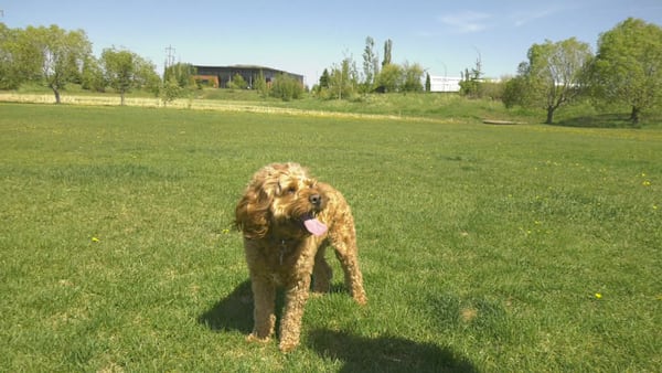 With warmer weather, pet owners should take precautions against ticks