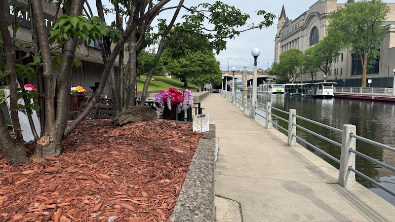 Sunny and warm start to June in Ottawa