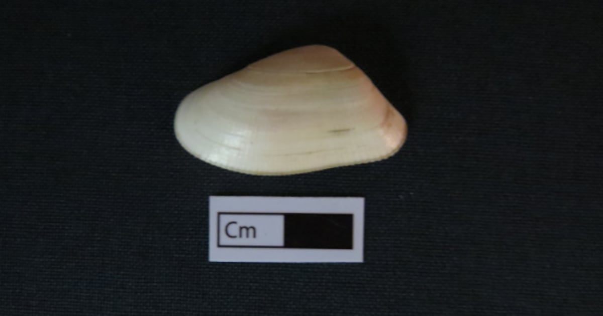 Clam Shell Key Clam shells hold key to reconstruct historical climate change records
