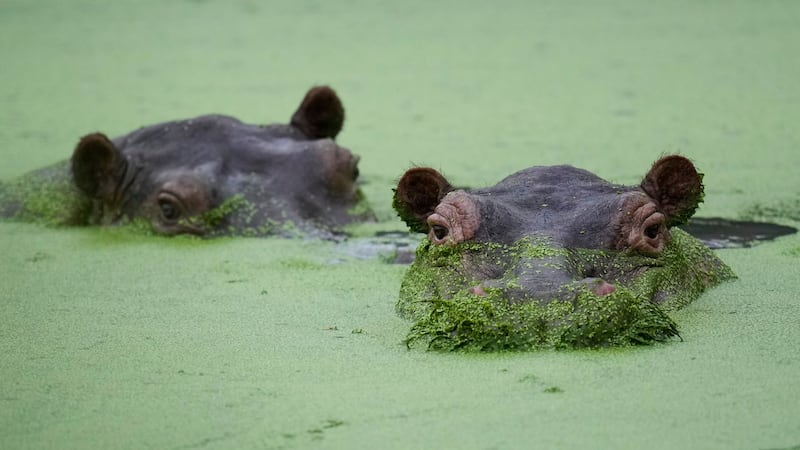Colombians are divided over the fate of hippos linked to Pablo Escobar