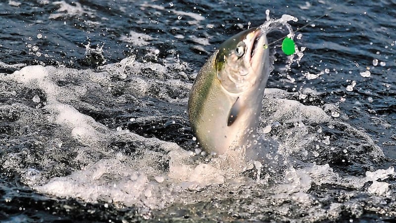 Chinook salmon study reveals shifting diets across B.C.’s Salish Sea