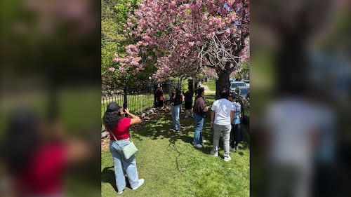 People pose for pictures with cherry blossom trees.