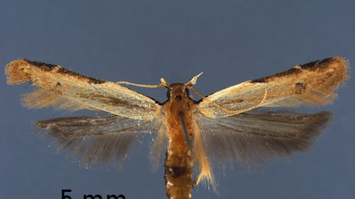 CBP agriculture specialists discover America’s first in-nation straw crest moth
