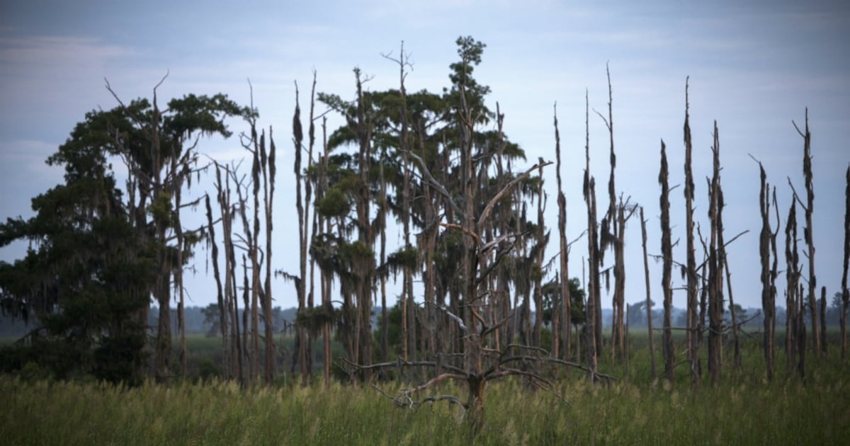 Scientists raise concerns about rise of 'ghost trees'