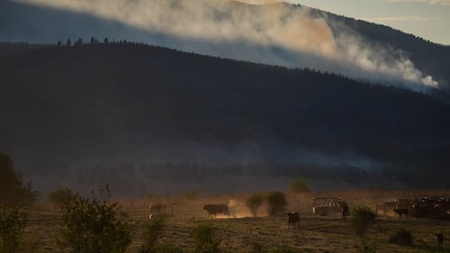 Why some B.C. farmers stay to fight, despite wildfire evacuation orders